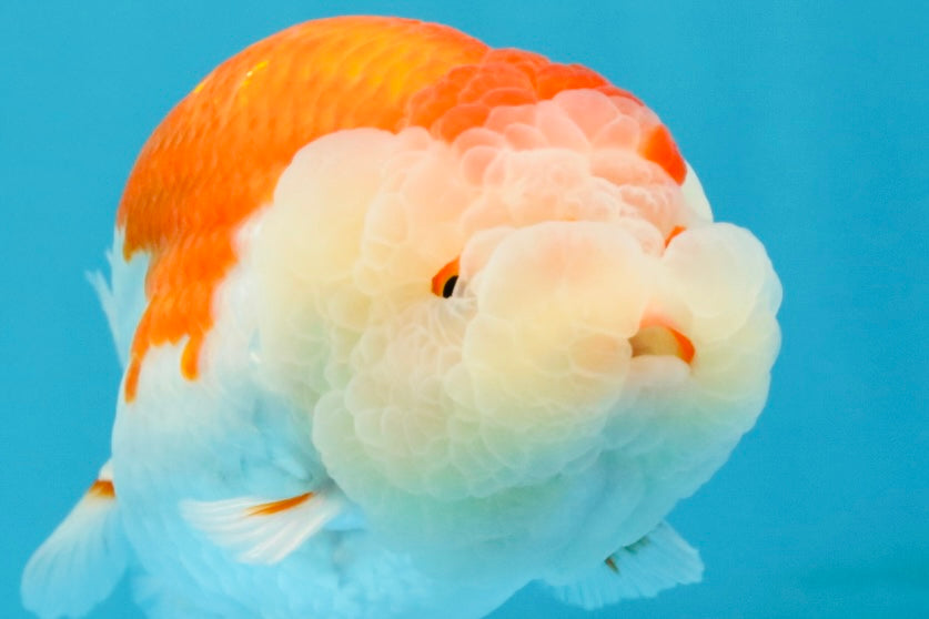 ADORABLE A Grade Red White LionKing 5 inches #032726LC_23