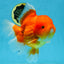 SUPER CUTE A Grade Red White Oranda Female 6.5 inches #110725OR_01