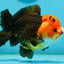 A Grade Red Head Pompoms Apache Yuanbao Male 5.5 inches #122024YB_09