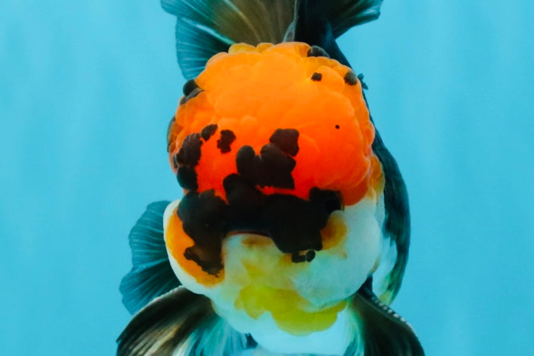 LAVA Tricolor Oranda Male 5 inches #040326OR_18