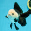 A Grade Panda Button Eyes Oranda Male 5-5.5 inches #120624OR_05