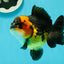 A Grade Tricolor Yuanbao Male 4.5 inches #112224YB_34