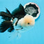 AAA Grade Panda Oranda Male 5.5 inches #0906OR_31