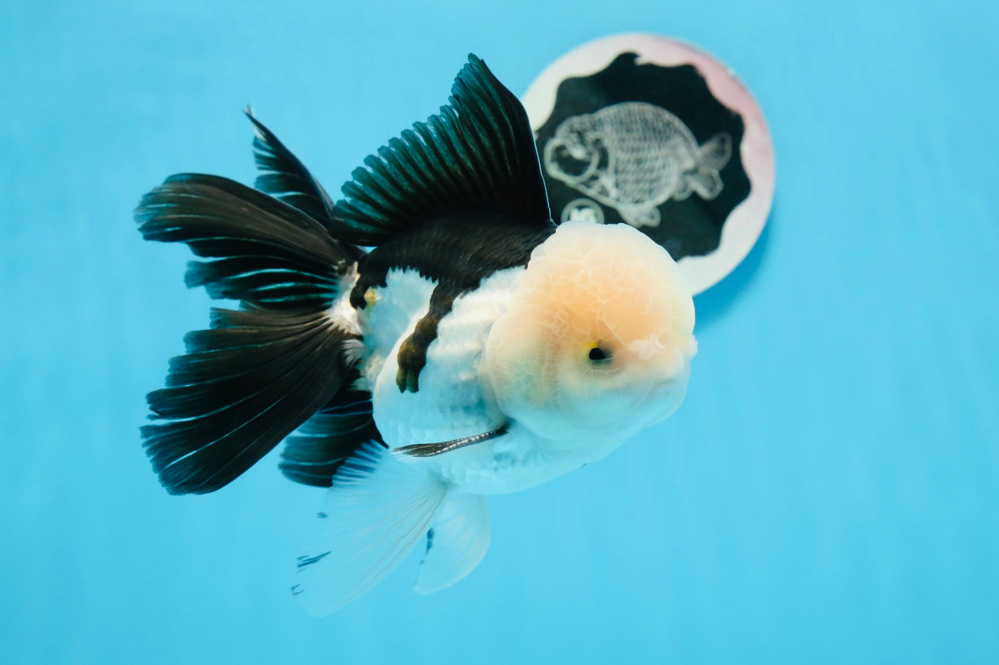 AAA Grade Panda Oranda Male 5.5 inches #0906OR_31