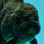 TOOTHLESS AAA Grade Calico Oranda Female 6 inches #100226OR_35