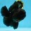 CHONKY AAA Grade Godzilla Black Oranda Male 6  inches #082225OR_13