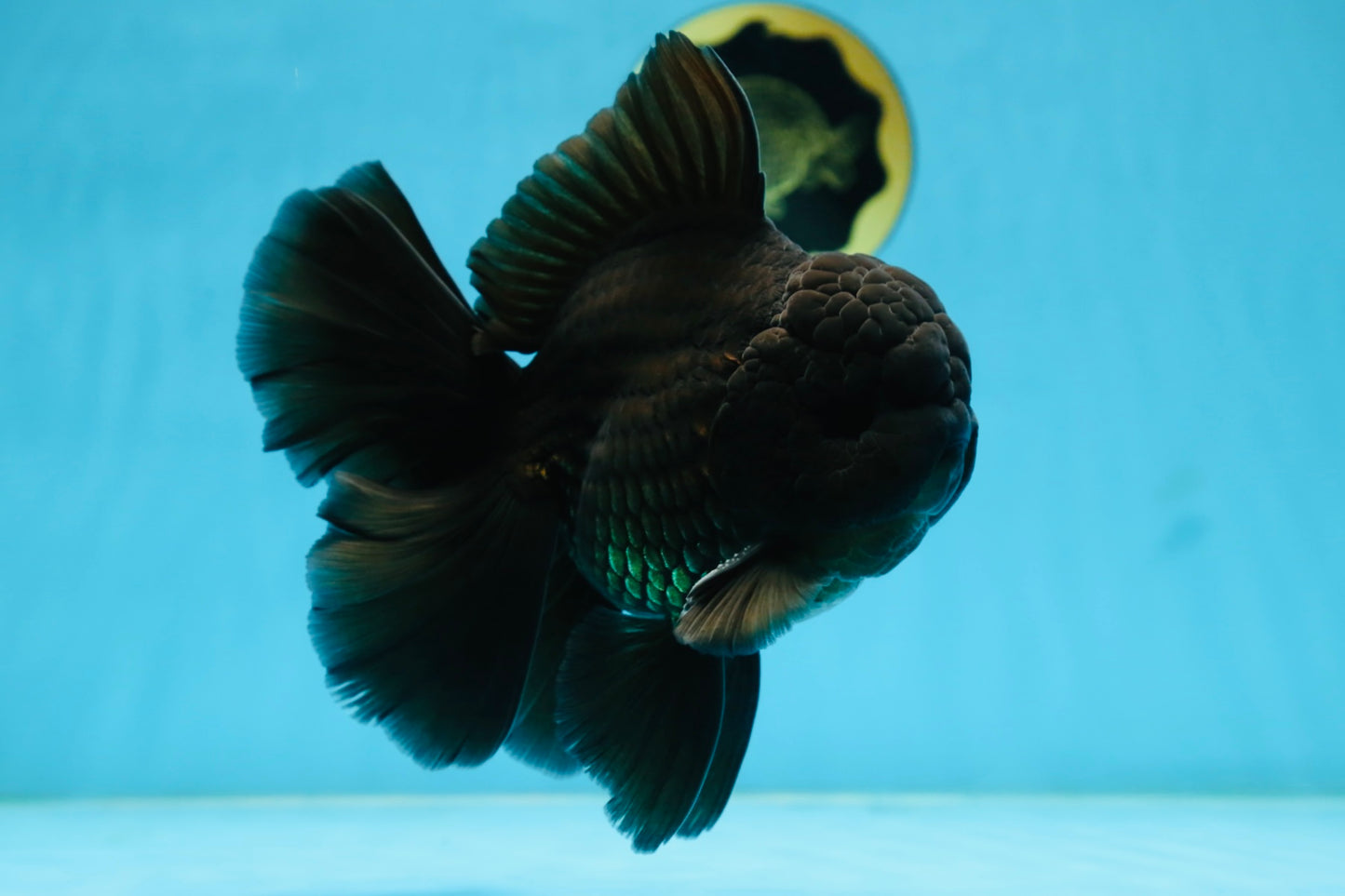 CHONKY AAA Grade Godzilla Black Oranda Male 6  inches #082225OR_13