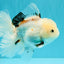 White Oranda Female 6-6.5 inches #032026OR_05