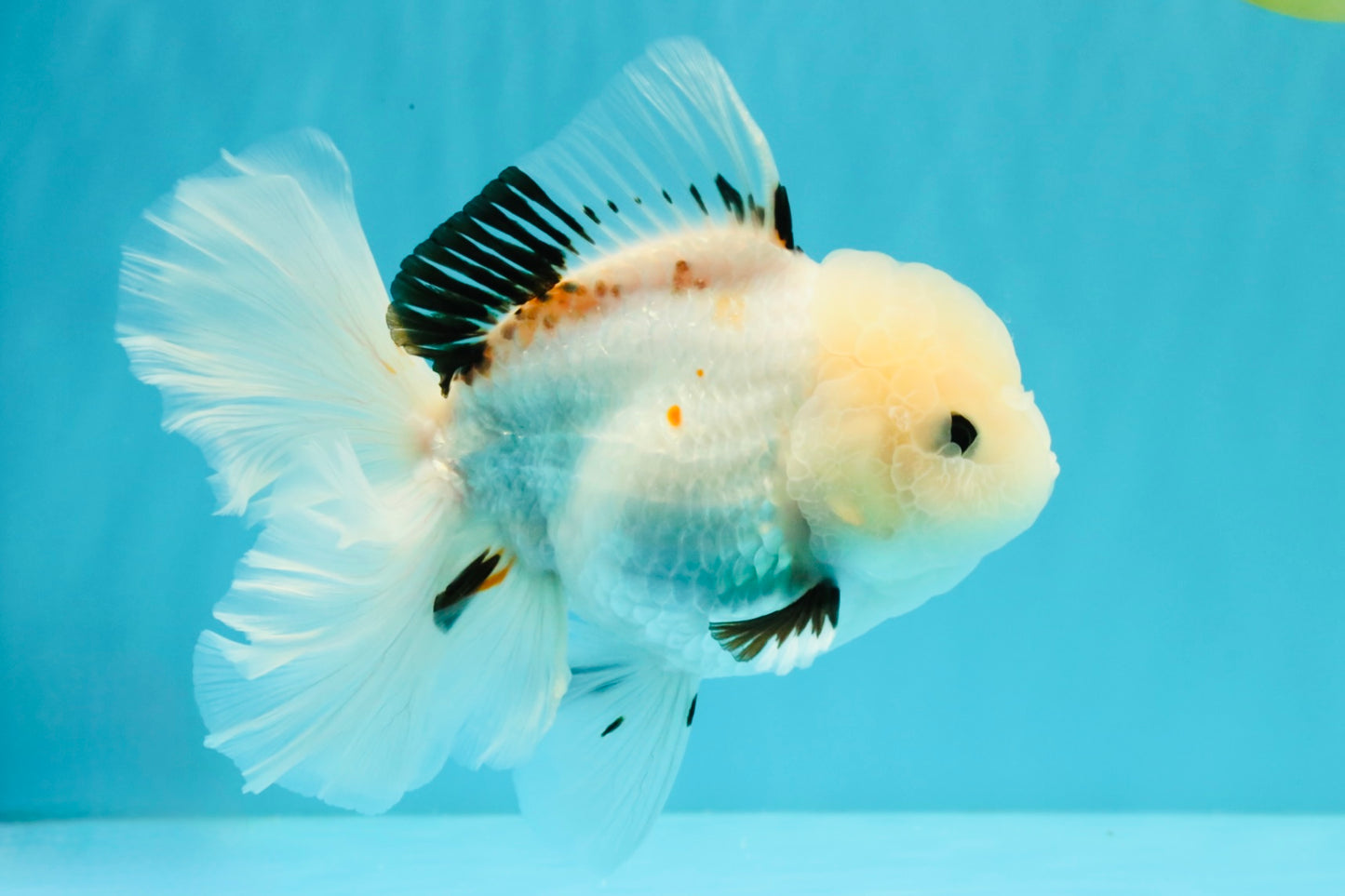 White Oranda Female 6-6.5 inches #032026OR_05