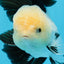 AAA Grade Panda Button Eyes Oranda Male 5 inches #0913OR_08