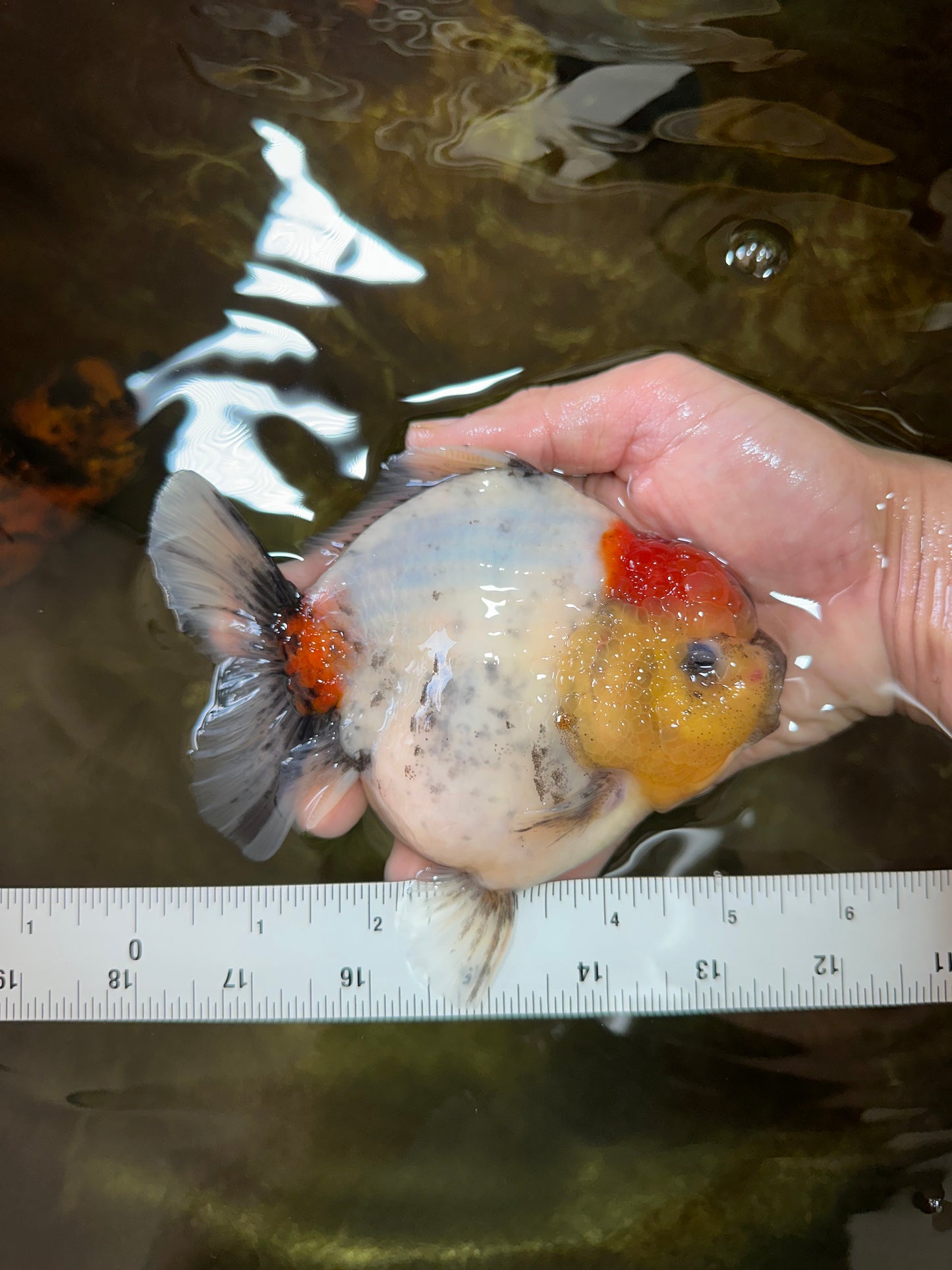 AAA Grade Godzilla Marble Yuanbao Female 5-5.5 inches #053025YB_01