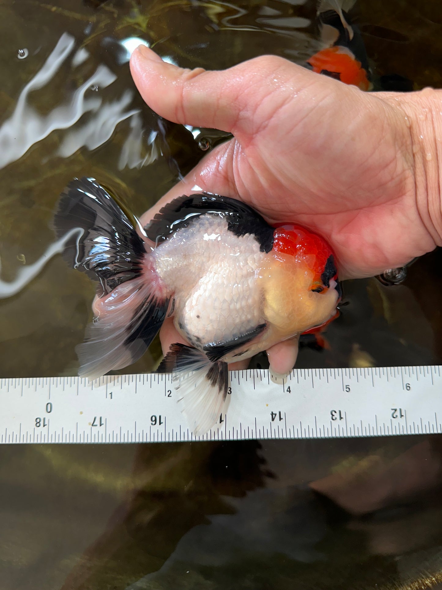 CHARLIE CHAPLIN A Grade Tricolor Oranda Male 5 inches #082225OR_15