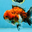 SPECIAL ROSE TAIL A Grade Calico Oranda Male 5.5 inches #120525OR_01