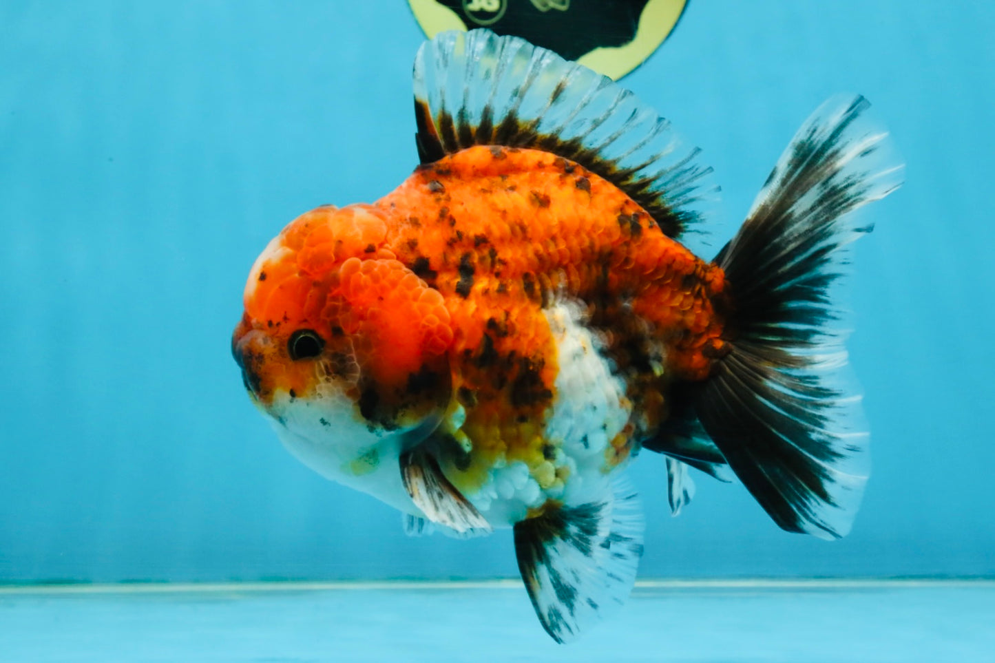SPECIAL ROSE TAIL A Grade Calico Oranda Male 5.5 inches #120525OR_01