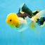 A Grade Panda Oranda Female 5.5-6 inches #082925OR_09