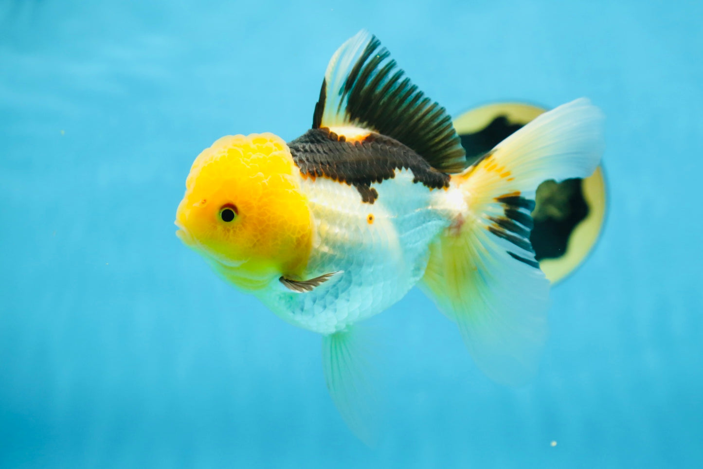 A Grade Panda Oranda Female 5.5-6 inches #082925OR_09