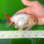 🍋 Red White Lemonhead Lionchu Male 4.5-5 inches #0524LC_15