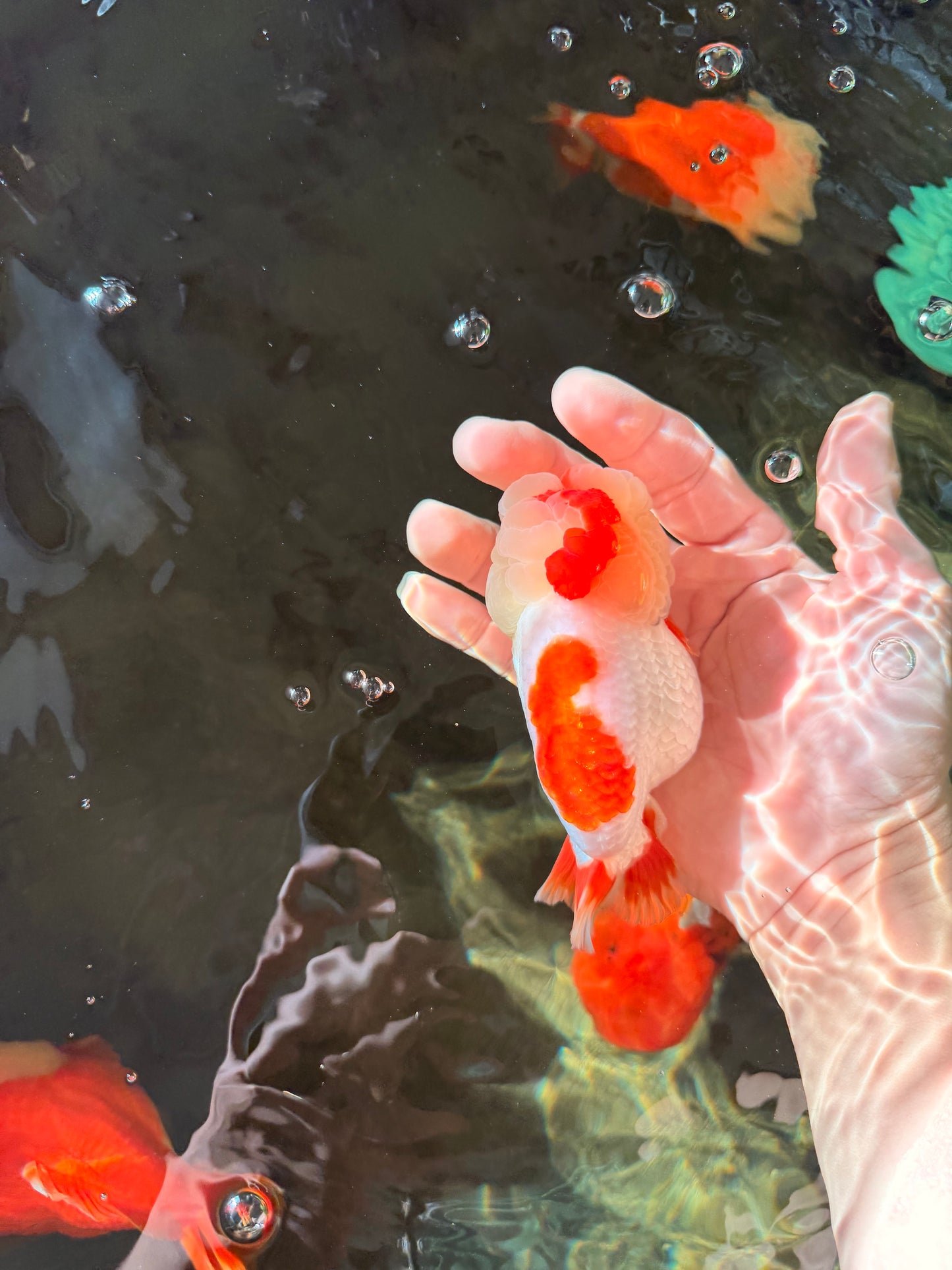 AAA Grade Kohaku LionQueen 4.5 inches #030626LC_01