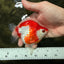 A Grade Red White Ryukin Female 4 inches #050126RK_04