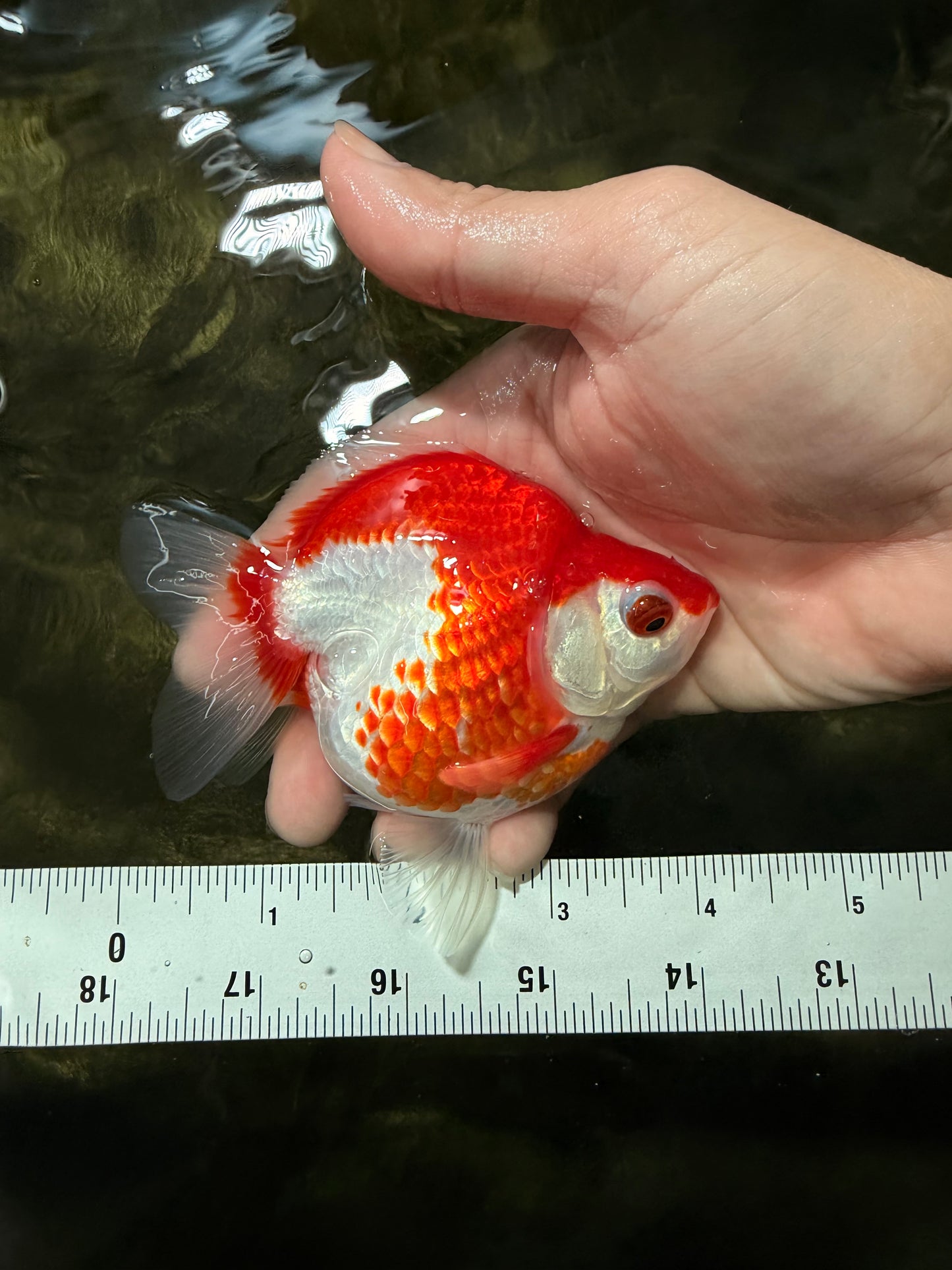 A Grade Red White Ryukin Female 4 inches #050126RK_04