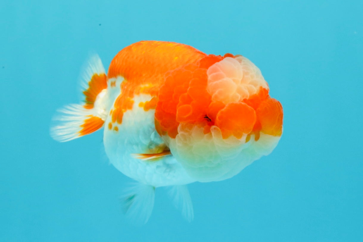 UNIQUE A Grade Jade Head Red White LionQueen 4 inches #030626LC_05