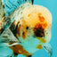 AAA Grade Calico Oranda Male 6-6.5 inches #070626OR_16