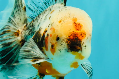 AAA Grade Calico Oranda Male 6-6.5 inches #070326OR_16