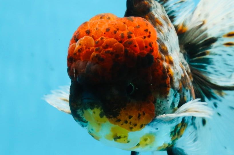 THICK BODY AAA Grade Calico Kirin Oranda Male 5.5 inches #102425OR_20