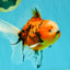 A Grade Marble Oranda Male 6 inches #072426OR_14