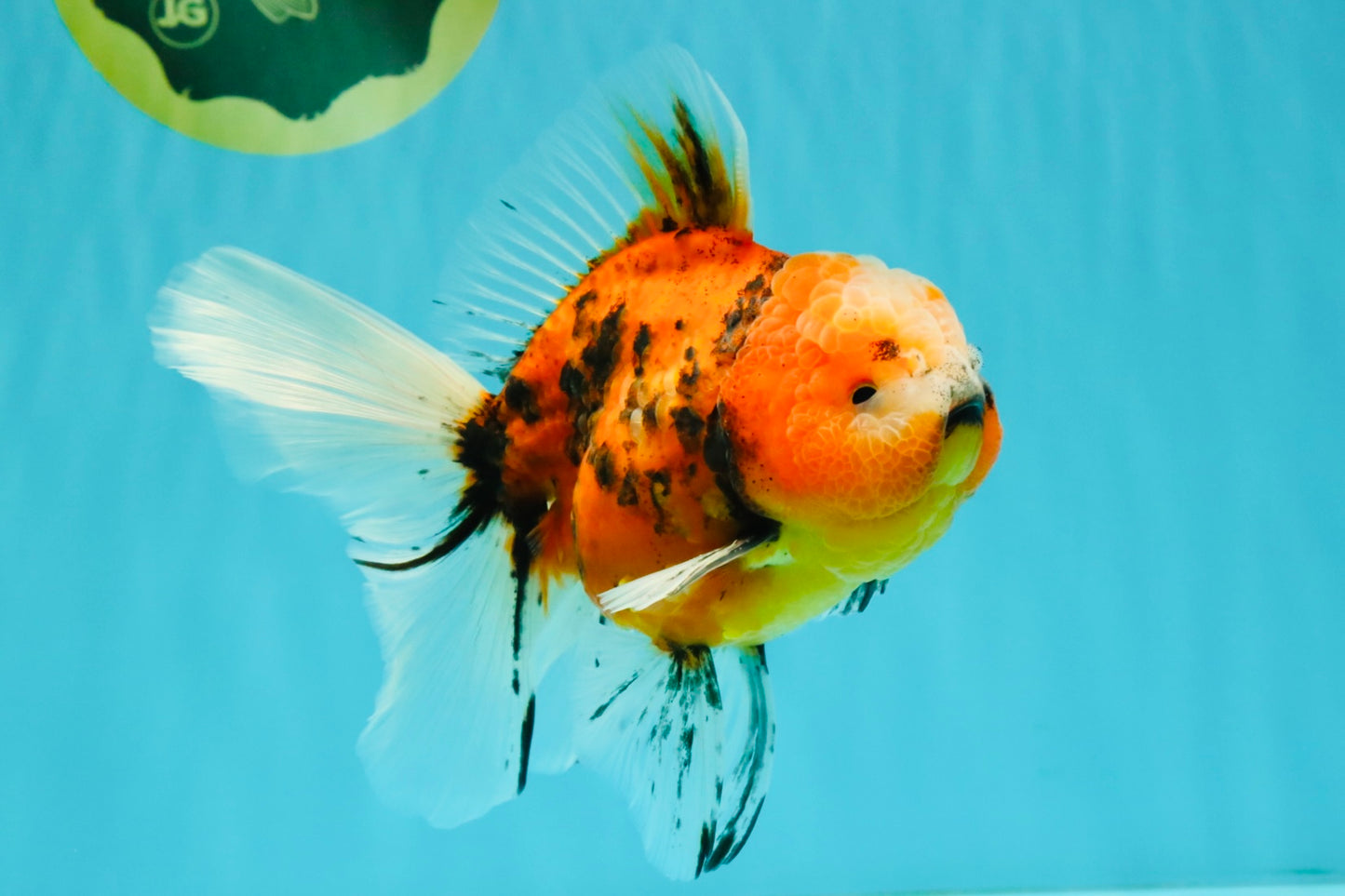 A Grade Marble Oranda Male 6 inches #072426OR_14