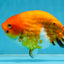 A Grade Chinese Sakura Ranchu Female 5.5 inches #101725RC_14