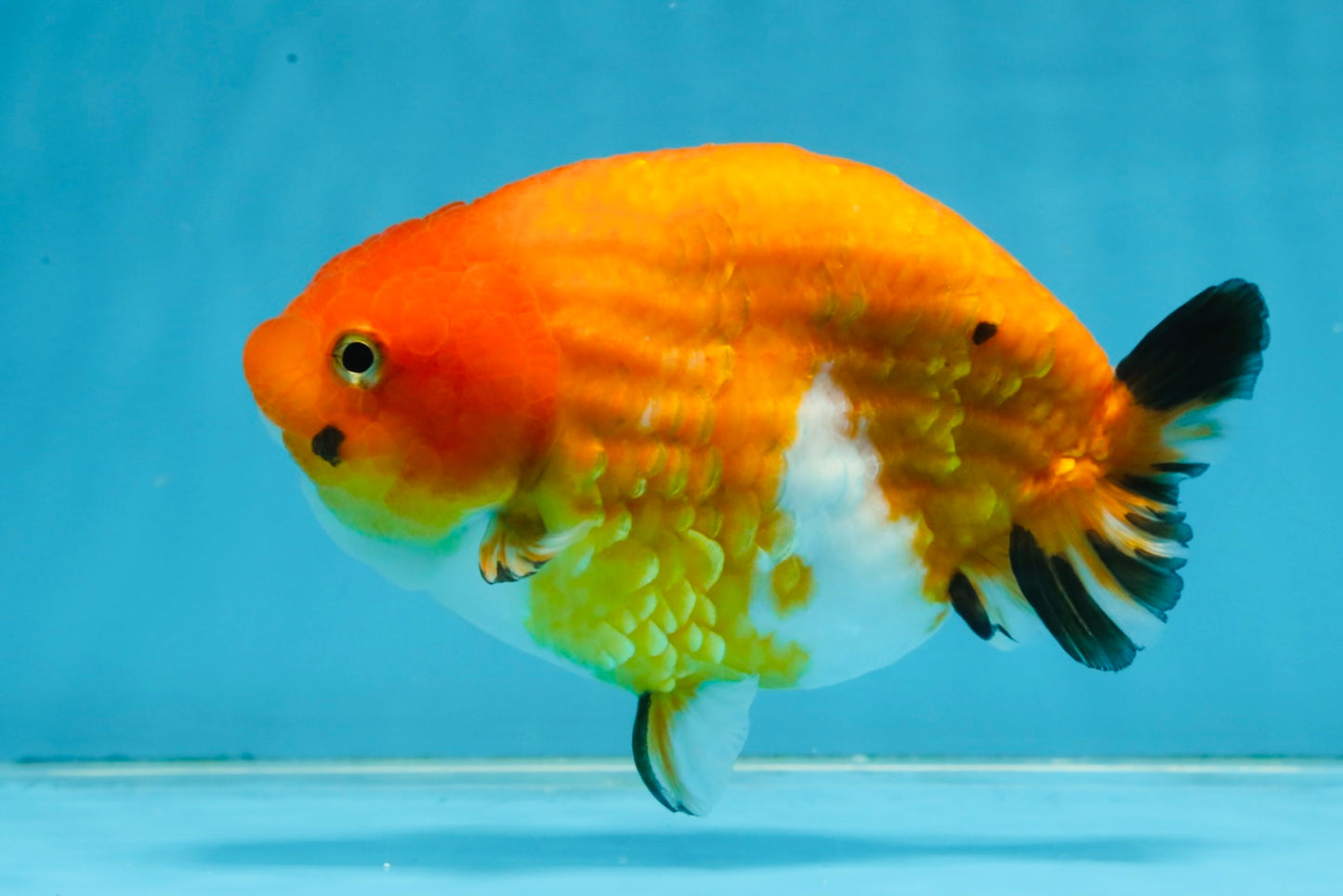 A Grade Chinese Sakura Ranchu Female 5.5 inches #101725RC_14