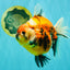 AAA Grade Jumbo Body Marble Sakura Oranda Male 6.5-7 inches #062626OR_02