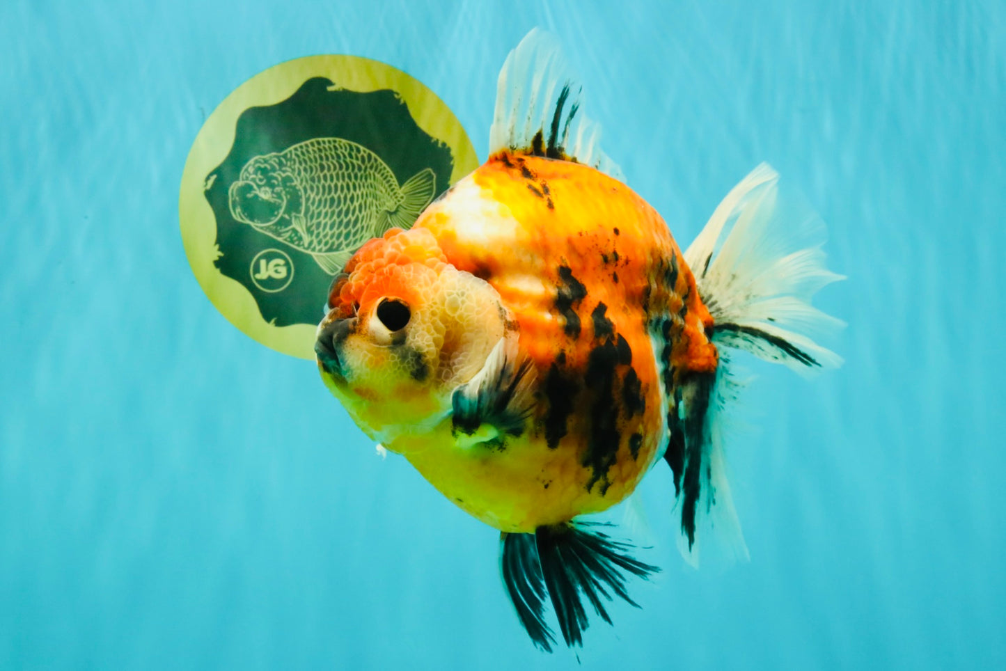 AAA Grade Jumbo Body Marble Sakura Oranda Male 6.5-7 inches #062626OR_02