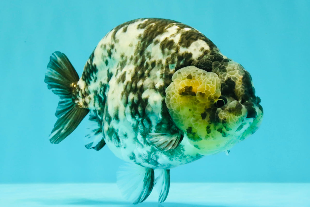 AAA Grade White Tiger Ranchu Female 6 inches #102326RC_03