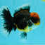 AAA Grade Dark Tiger Red Head Oranda Male 5-5.5 inches #050126OR_10