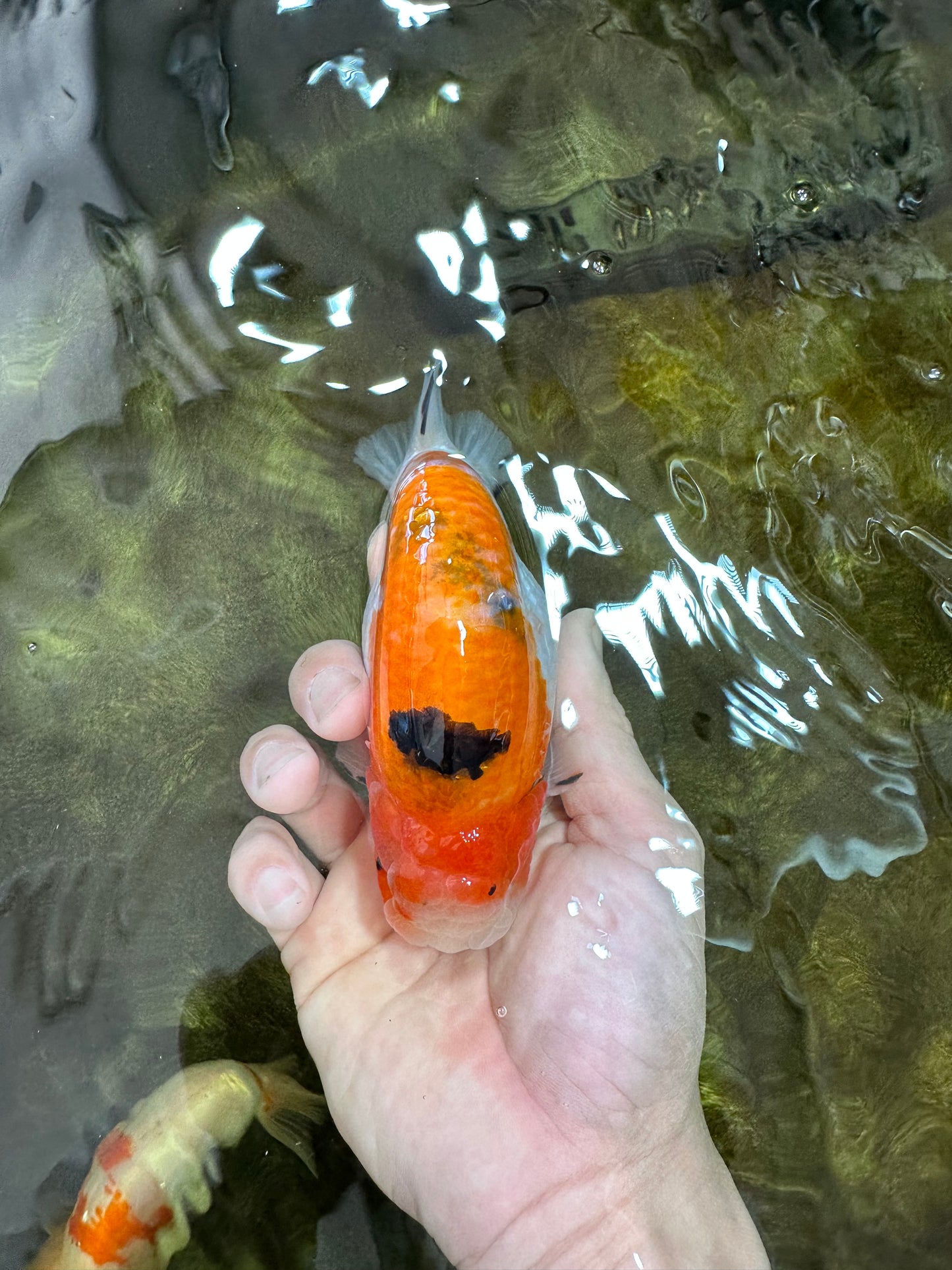 AAA Grade Strong Body Structure Sakura LionKing 5 inches #051625LC_08