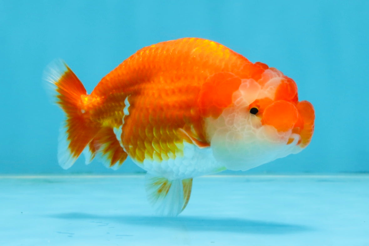 A Grade Red White LionQueen 4-4.5 inches #102425LC_17