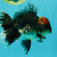 AAA Grade Red Head Kirin Oranda Male 6-6.5 inches #070326OR_27