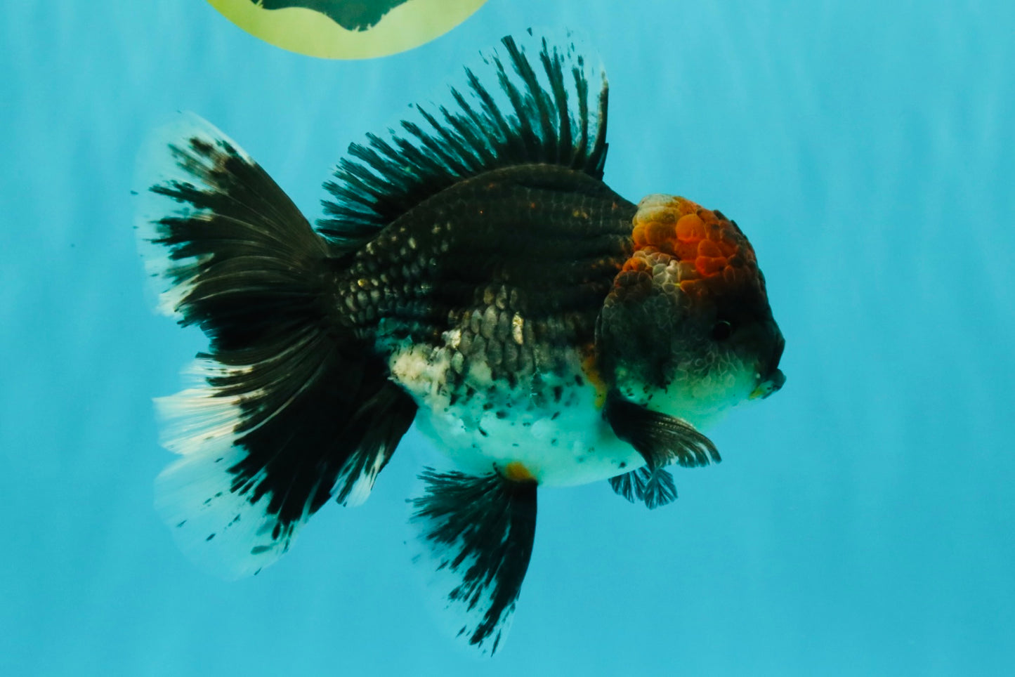 AAA Grade Red Head Kirin Oranda Male 6-6.5 inches #070326OR_27