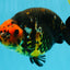 A Grade Jumbo Red Head Calico Chinese Ranchu Female 6.5-7 inches #022726RC_19
