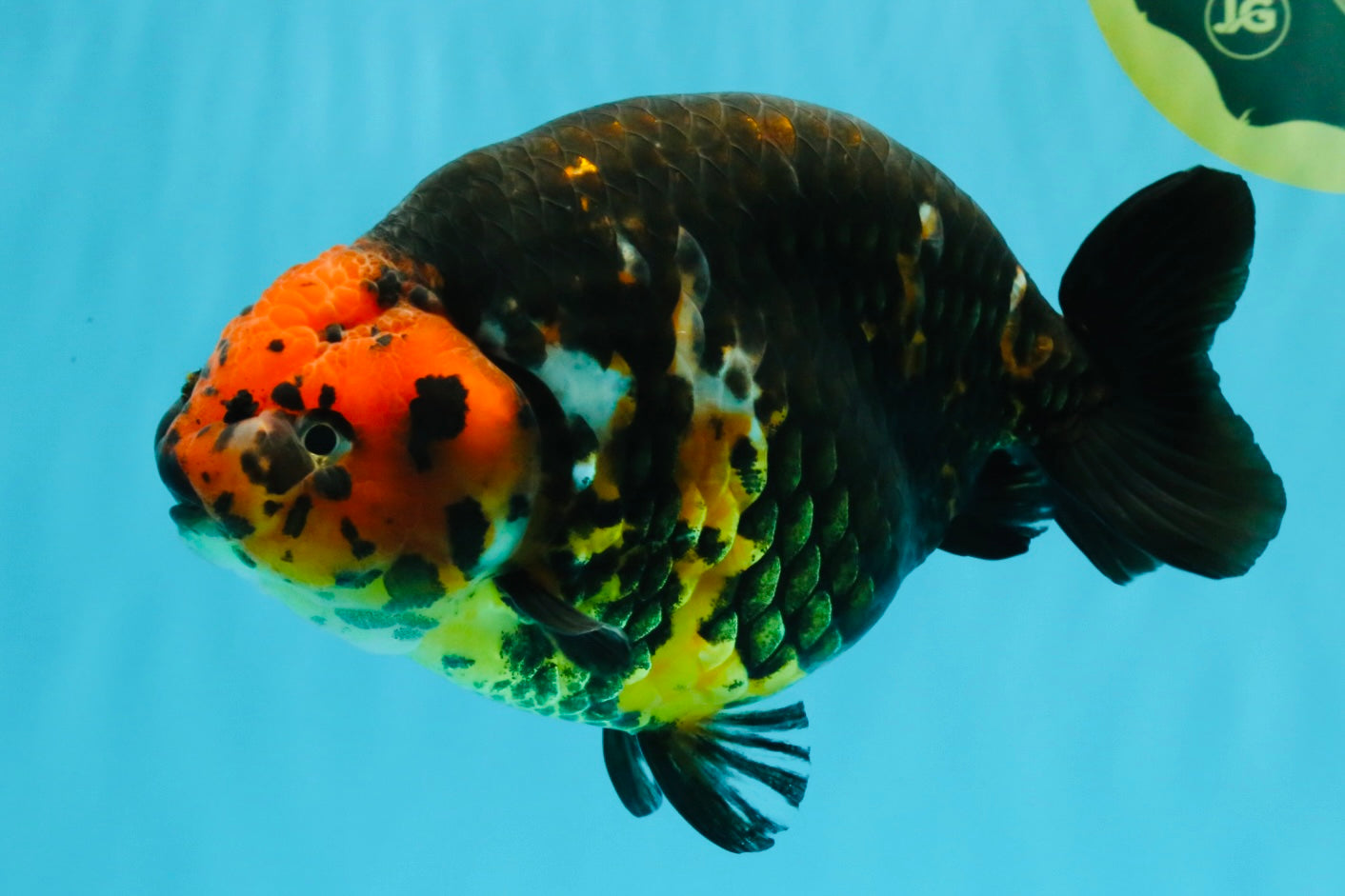 A Grade Jumbo Red Head Calico Chinese Ranchu Female 6.5-7 inches #022726RC_19