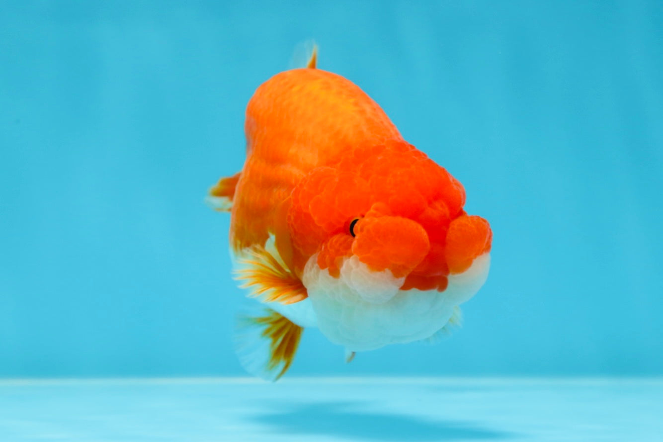 AAA Grade Red White LionKing 4-4.5  inches #053025LC_11