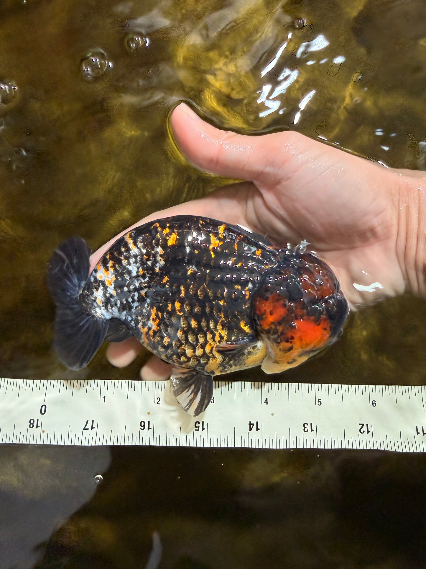 A Grade Tricolor Tiger LionKing 5.5 inches #103125LC_11