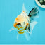 Oranda hembra de calidad A, única, de 4,5 pulgadas, n.º 0607OR_10