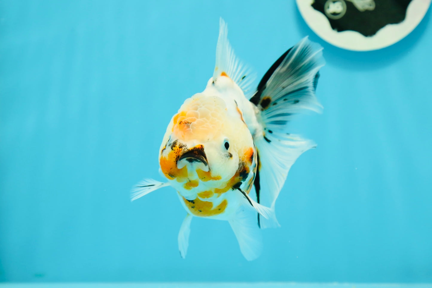 A Grade Unique Calico Oranda Female 4.5 inches #0607OR_10