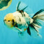A Grade White Tiger Oranda Male 7 inches #082126OR_15