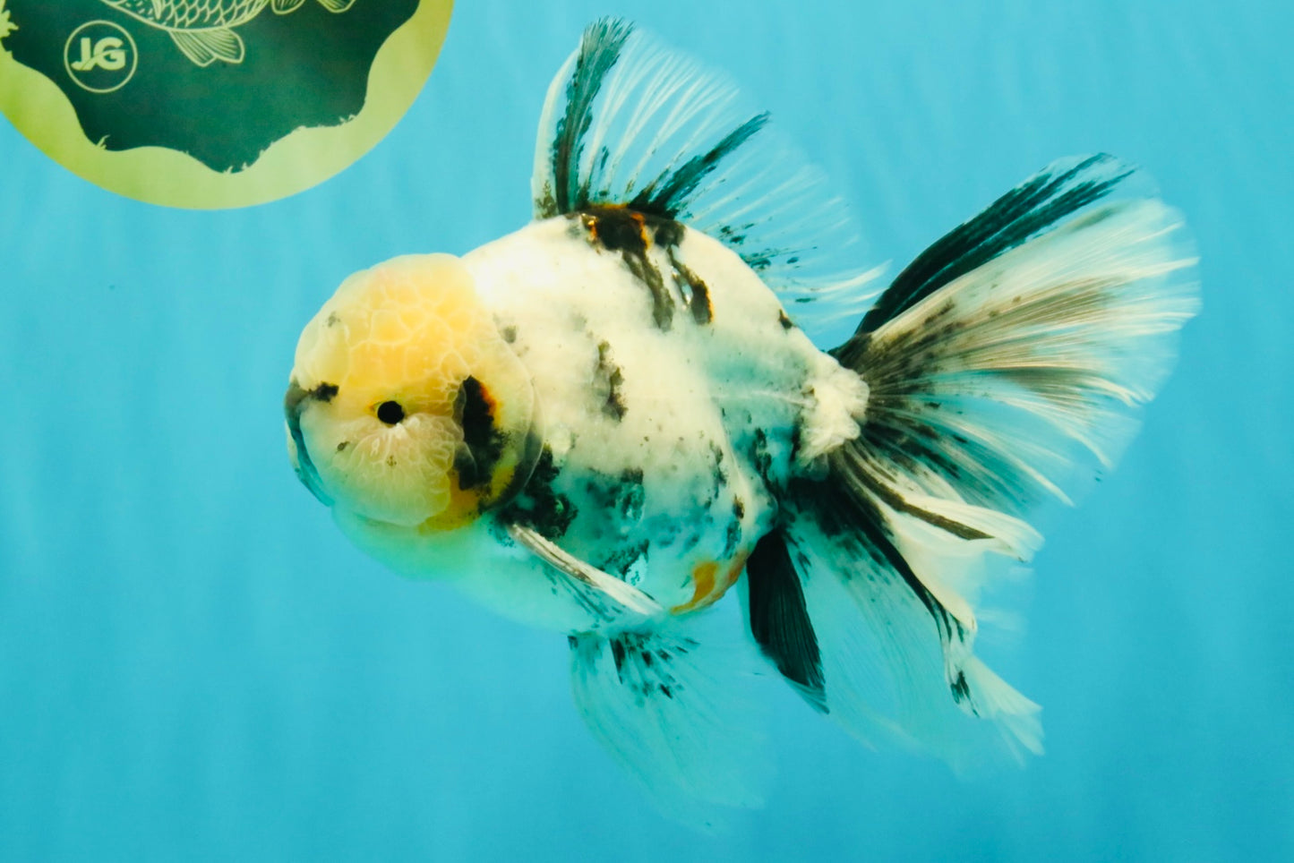A Grade White Tiger Oranda Male 7 inches #082126OR_15