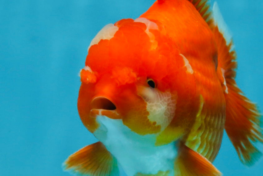 AAA Grade Red White Yuanbao Male 4.5 inches #103125YB_04