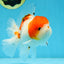 AAA Grade PUPPY Sakura Oranda Male 5 inches #062025OR_14